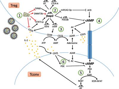 Functional Mechanisms of Treg in the Context of HIV Infection and the Janus Face of Immune Suppression